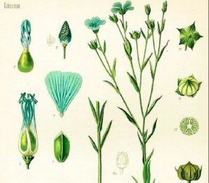 Flax is the same as linseed